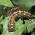 Two colorful but hairy caterpillars on green leaves