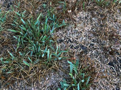 Dead brown grass with a few patches of green grass