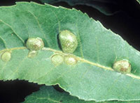 Galls on leaf
