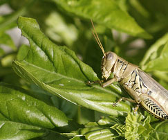 A grasshopper munching on a basil leaf