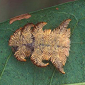 A light brown hairy looking triangle with legs