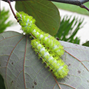 Two neon green caterpillar on a leaf