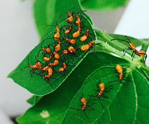 A cluster of tiny orange insects on a green leaf