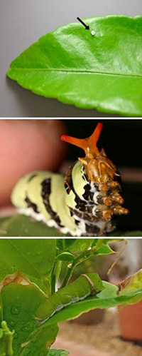 three photos: one of a teeny-tiny clear insect egg on a citrus leaf, another showing the caterpillar close up with its fake red horns exposed, and a third of the green mature caterpillar blending in with citrus leaves