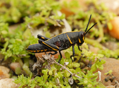 young grasshopper, mostly black with a few yellow strips