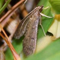 tiny brown moth