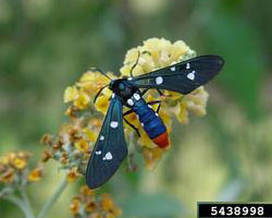 Oleander moth
