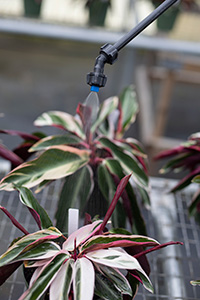 A black spray neck sprays a liquid over two potted foliage plants