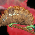 A furry brown caterpillar