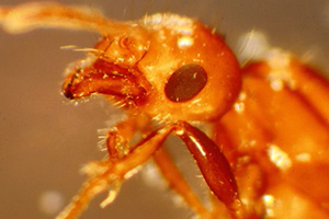 Microscopically close view of a red ant
