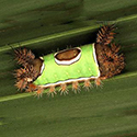 spiny caterpillar that looks like it has a smooth bright green saddle blanket on