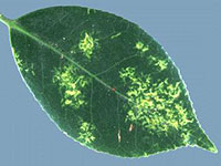 Scale damage on leaf