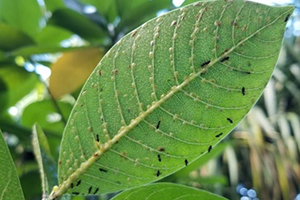 A green leaf's underside with bumps and tiny black insect on it