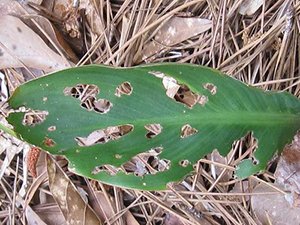 Green leaf with many holes chewed in it