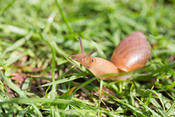A light brown snail in the grass