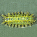 A green caterpillar with short but obvious leg-like protusions along its sides