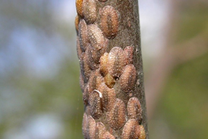 Close view of a stem covered in bumps that are scale insects