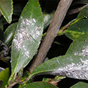 White fuzzy scale on camellia leaves