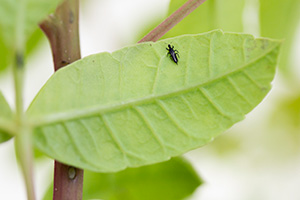 A tiny black thrips on a green leaf