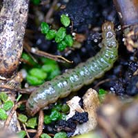 Tiny glassy green caterpillar