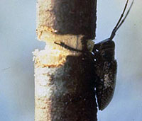 Twig girdler damaging a branch