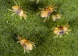 Tan, microscopic insects with a dark band in the middle, up close