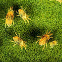tiny orange spider mites
