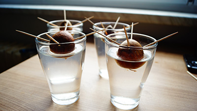four glasses of water on a table each has a big round avocado seed half-submerged propped up with toothpicks