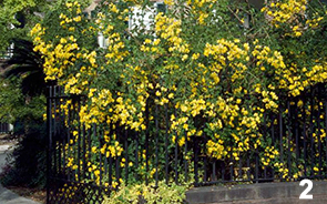 photo two is of a very large beautiful shrub covered in yellow flowers and small dark green leaves, spilling over and through a black wrought iron fence