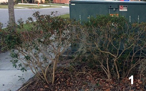 photo one is of two twiggy, frail looking shrubs with sparse tiny dark green leaves, in front of a gray utility box next to a sidewalk