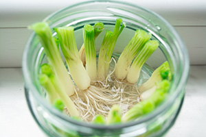 several root-end scallion pieces in a small jar of water