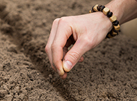A hand with a wooden bead bracelet drops a seed in freshly dug furrow in soil