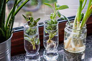 three small glass jars on a windowsill with leafy herb sprigs in them