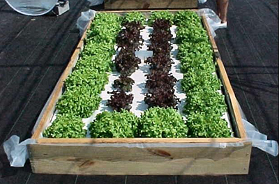 Hydroponic Vegetable Gardening - Gardening Solutions ...