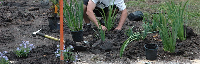 Planting irises