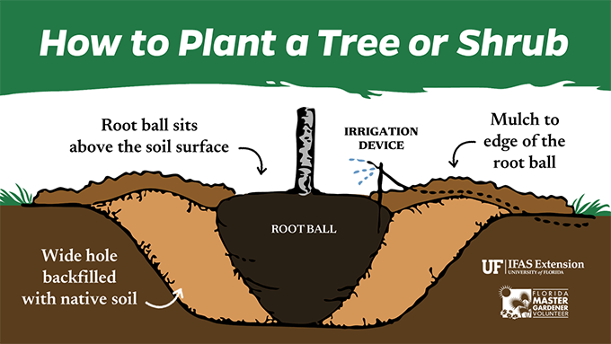 Illustration of the directions above for planting a tree or shrub