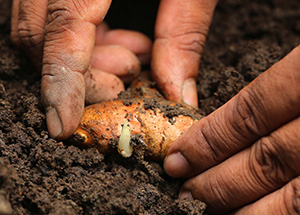 Close view of hands placing an orange tuber of turmeric in rich soil, a creamy sprout already budding from tuber eye