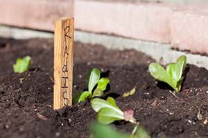 Tiny green leaves poking out of soil alongside a wooden stick that reads Radish