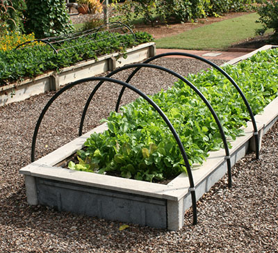 raised bed of lettuce