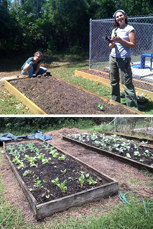 Two photos showing two women starting to plant seedlings in raised beds and then the raised beds full of vegetable seedlings