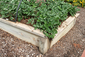 Leafy green strawberry plants in a wooden raised bed