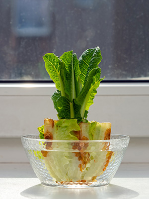 A browning stub of a head of cabbage is sprouting small green leaves as it sits in a glass bowl of water