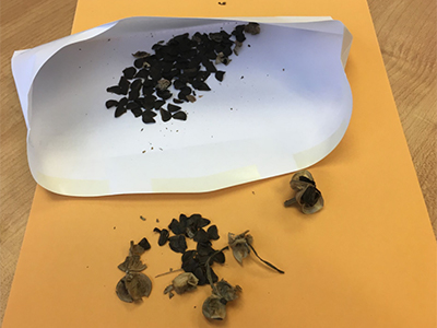 dark papery seeds and pods in a white envelope