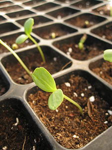 Little green seedlings in a container