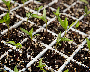 Tiny baby plants in a container of individual cels