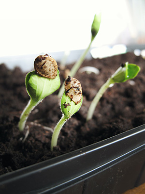 Close view of tiny green seedlings emerging from rich soil