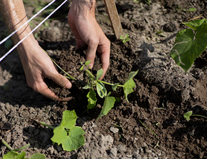 View of hands placing a young plant into the soil