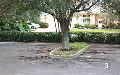 photo three is of an fully grown oak tree planted in a very narrow parking lot planting bed, with its roots clearly visible cracking the pavement around them at least four feet out