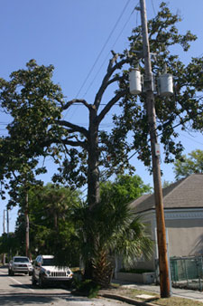 Poorly pruned tree due to being too close to power line