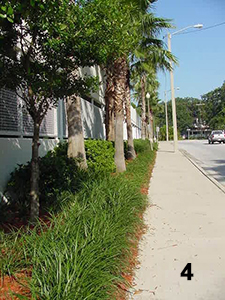 photo four is of a row of trees and a few palms planted way too close to the building, in a narrow planting bed and then a sidewalk.